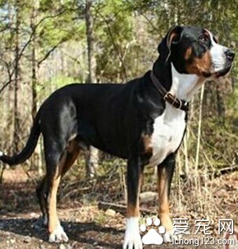  大瑞士山地犬多少錢 價格不是很高