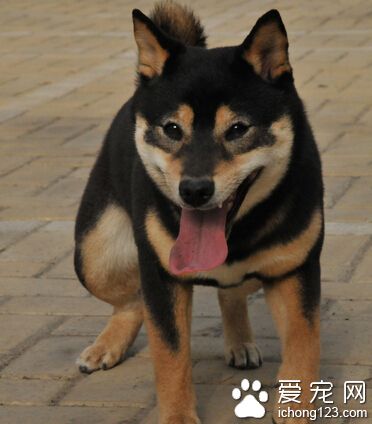 柴犬哪裡有賣 可以去專門飼養柴犬的犬捨