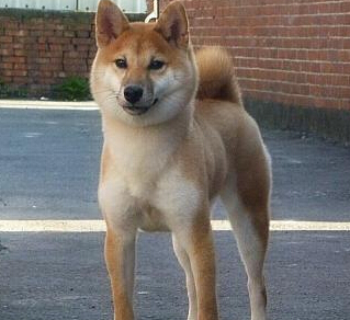 柴犬什麼狗 該犬曾被培育為狩獵犬