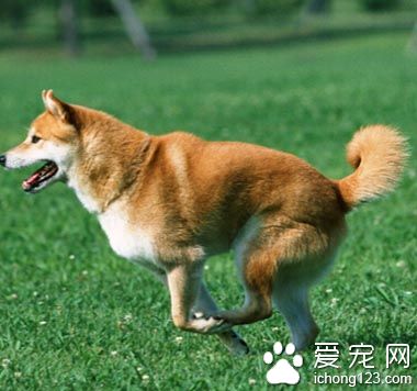 柴犬多少錢一只 普通的2000-4000元左右