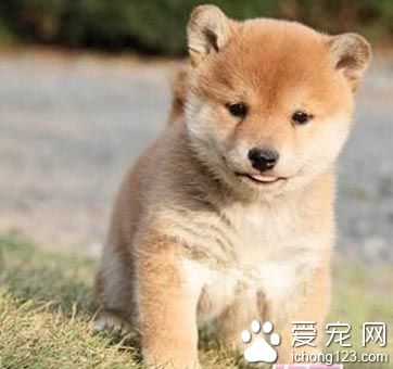 柴犬價格多少 可以先到網上參考一下價格