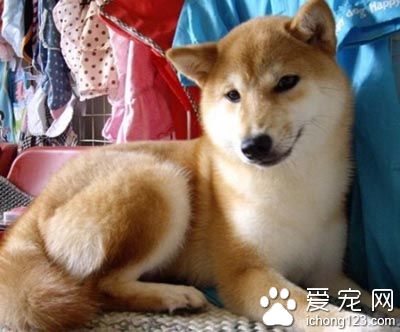 柴犬怎麼樣 該犬對人寬容友善