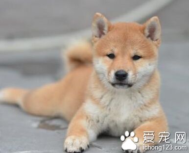  柴犬有多大 雄性和雌性形態上有區別
