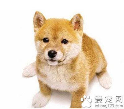 柴犬可愛嗎 是非常優秀的伴侶犬