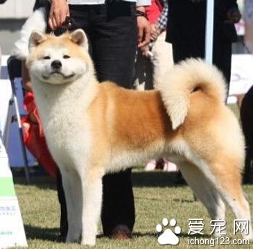 柴犬怎麼選  尾巴粗壯而有力