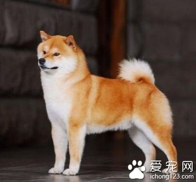柴犬多少錢 該犬是上乘的獵狩犬