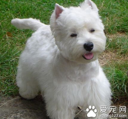 西高地白梗的優點 是非常漂亮的展示犬