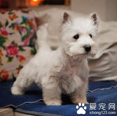  如何挑選西高地白梗 先查找一些相關資料