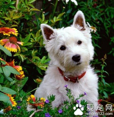 西高地白梗愛叫嗎 該犬比較敏感