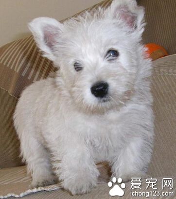 西高地白梗犬價格 該犬的品質影響價格