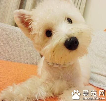 西高地犬好養嗎 該犬飼養前必備知識