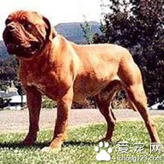 如何挑選斗牛馬士提夫犬 身體越堅實越好
