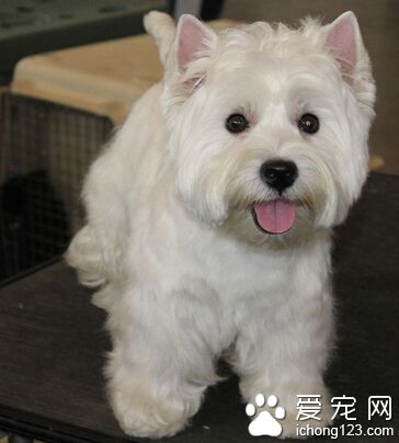 西高地犬多少錢 在2000到4000元之間