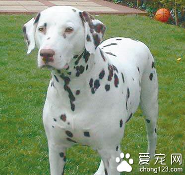 大麥町犬怎麼樣 比較適合家養的狗狗