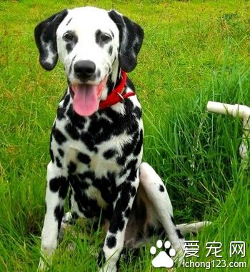 大麥町犬的缺點 容易感染真菌類的皮膚病
