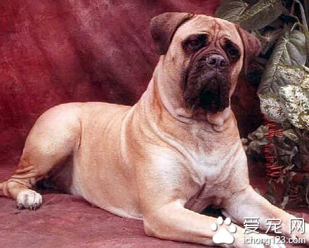 斗牛馬士提夫犬怎麼選 該犬的體型勻稱
