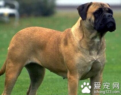 斗牛馬士提夫犬多少錢 非純種的會比較便宜
