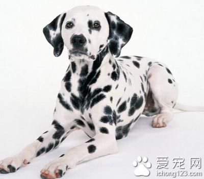 大麥町犬粘人程度 不會產生過度的依賴