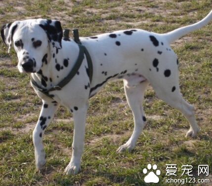 大麥町犬多少錢一只 斑點狗有優劣之分