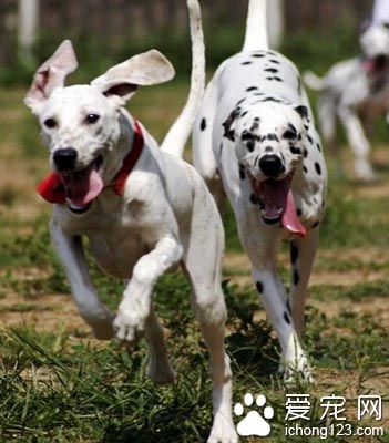  大麥町犬體味重嗎 是一種愛干淨的狗狗