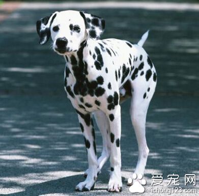 大麥町犬價格 該犬具有良好的體質