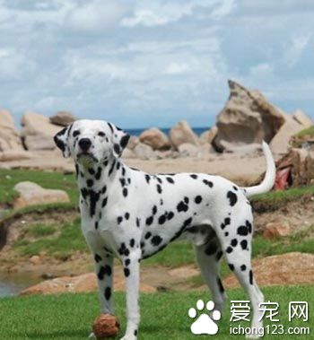 大麥町犬耐熱程度 是最耐熱的狗狗之一