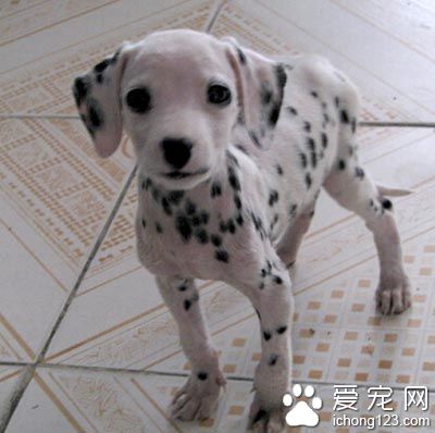 大麥町犬城市適應度 喜歡規律性的運動