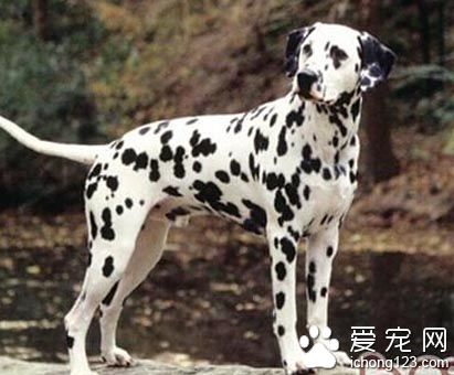 大麥町犬哪裡賣 正規的寵物市場有銷售