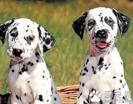 大麥町犬多少錢 價格一般在2000元以上