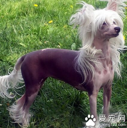 冠毛犬好養嗎 讓它養成良好的飲食習慣
