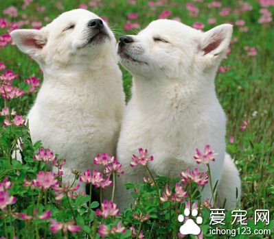 家裡養什麼狗好 應該根據實際情況來選擇