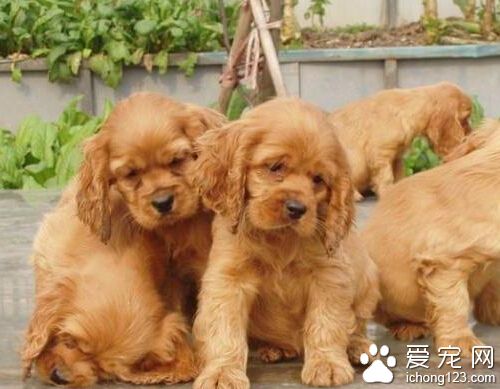 可卡犬好養嗎 很容易成為忠實的伴侶