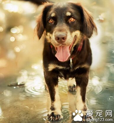 孕婦可以養狗嗎 平時生活中要講究衛生