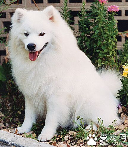 愛斯基摩犬多少錢一只 純種愛斯基摩犬更貴