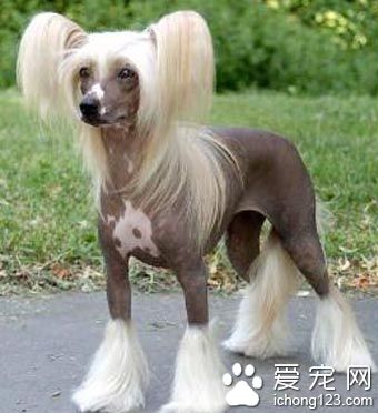  冠毛犬多少錢一只 售價在5000到上萬元左右
