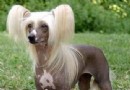 冠毛犬多少錢一只 售價在5000到上萬元左右