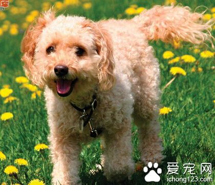可卡犬聽話嗎 是比較乖巧聽話的狗狗