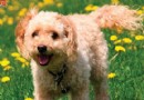 可卡犬聽話嗎 是比較乖巧聽話的狗狗