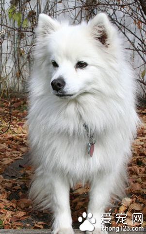 如何挑選愛斯基摩犬 狗狗行為測試