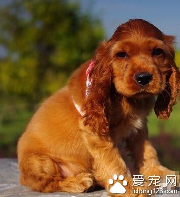 可卡是什麼狗 常見的就有兩個種類