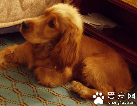 可卡是中型犬嗎 純種的一般都比較小