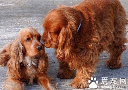 可卡犬的缺點 可卡犬不同個性脾氣也不同