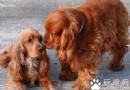 可卡犬的缺點 可卡犬不同個性脾氣也不同