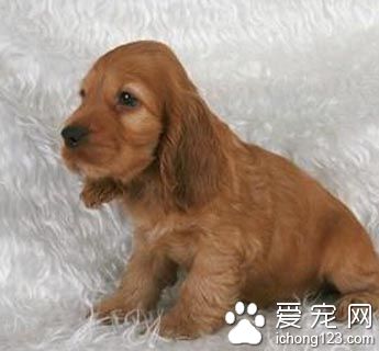 可卡是小型犬嗎 可卡是中型犬