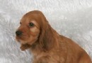 可卡是小型犬嗎 可卡是中型犬