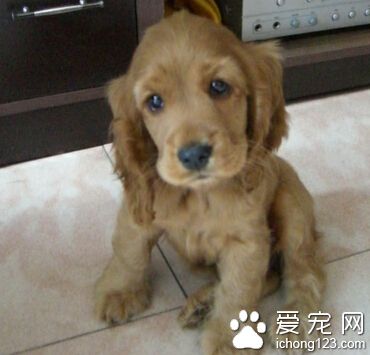 可卡咬人嗎 不會隨意去攻擊人類