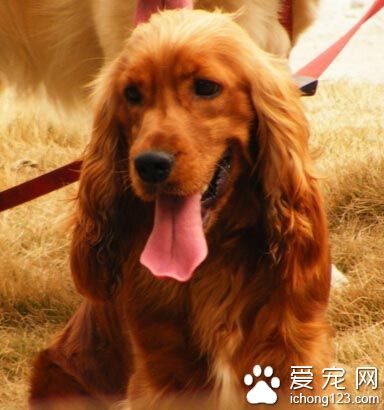 可卡多少錢一只 可卡的外貌尤為漂亮