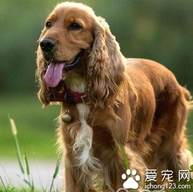 可卡犬多少錢 根據自己的需求去選擇