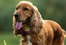 可卡犬多少錢 根據自己的需求去選擇