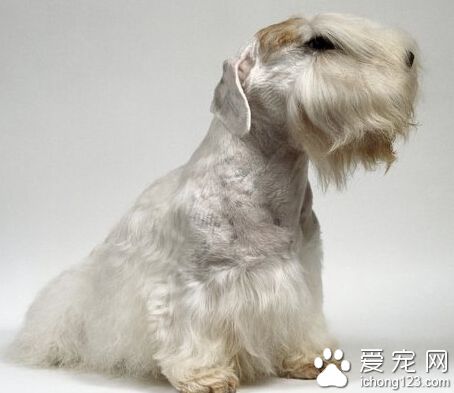 西裡漢梗哪裡賣 善於捕獵的家庭犬